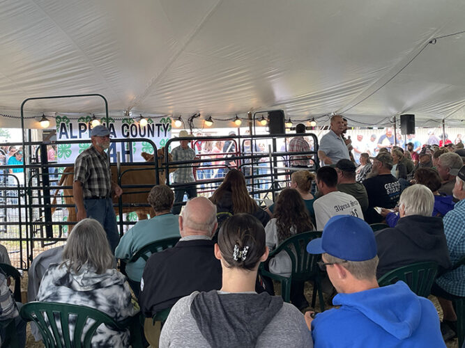 4-H kids sell the livestock they raised at Alpena County Fair | News ...